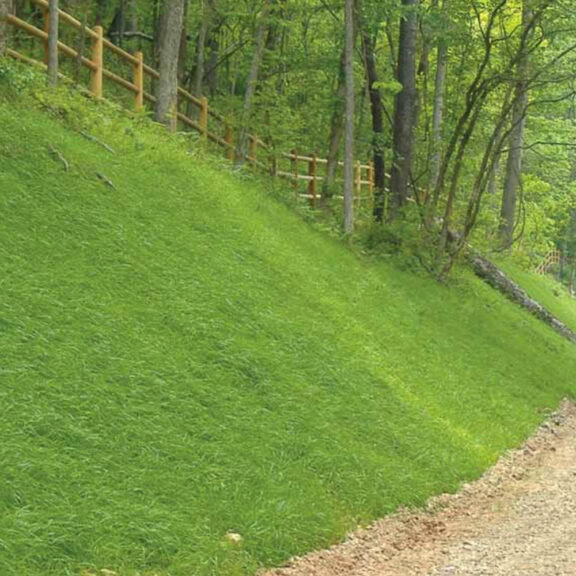 Newly established vegetation on a hillside