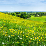 A wildflower hillside thick with vegetation thanks to Bioprime soil nutrient.