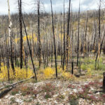 Forest fire aftermath in White River National Forest in need of revegetation solutions