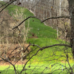 Lush results in three weeks after helicopter hydroseeding a steep slope.